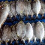 5 Tips Mudah Memilih Ikan Segar